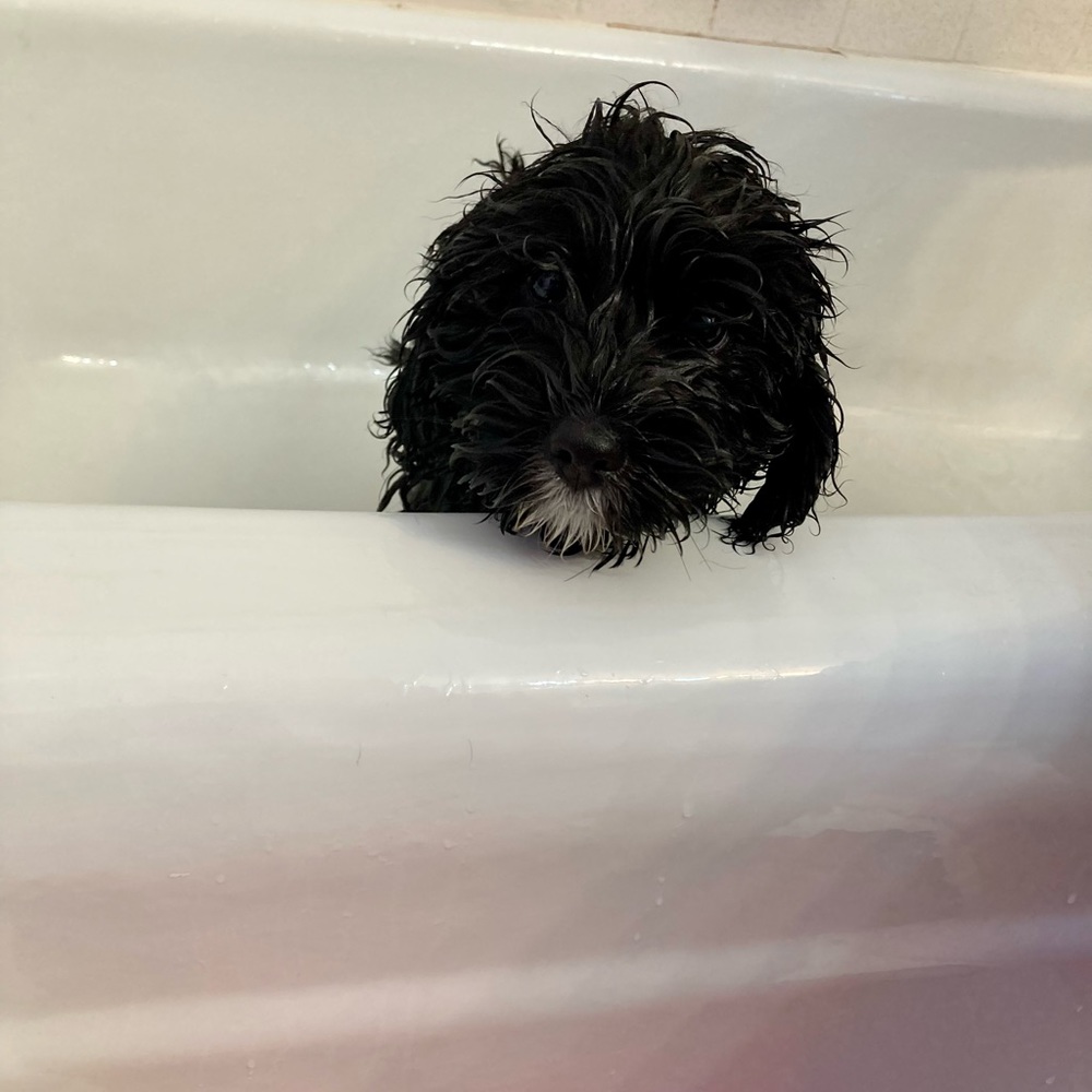Meet your Posher, Ava
